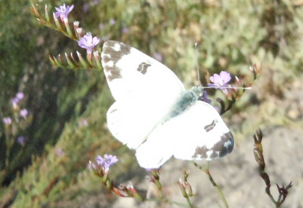 Pontia edusa